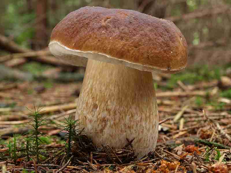  Image name: 222 Porcino.jpg 
 width: 800 pixel 
 height: 600 pixel 
 Size: 32560 bytes 
 Click to enlarge 